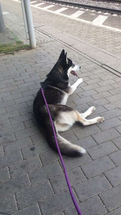 Hundetreffen-Husky Treffen 🐺 Gundelfingen Freiburg und Umgebung-Bild