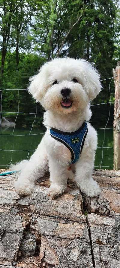 Maltipoo Freunde-Beitrag-Bild