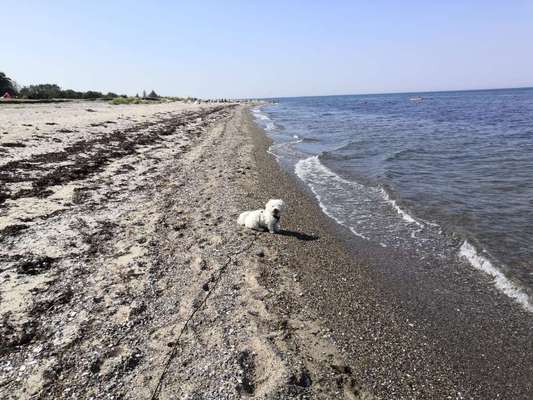 Mit Hund im Urlaub.-Beitrag-Bild