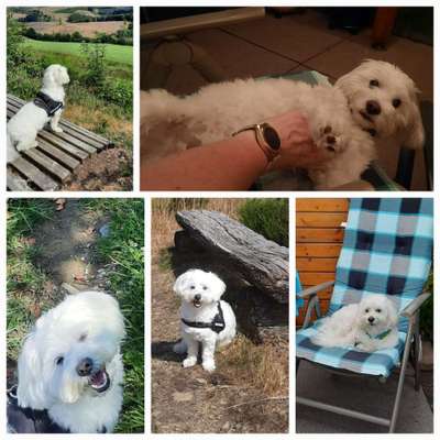 Maltipoo Freunde-Beitrag-Bild