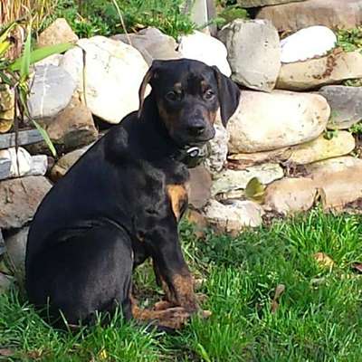 Hundetreffen-Junghundtreffen