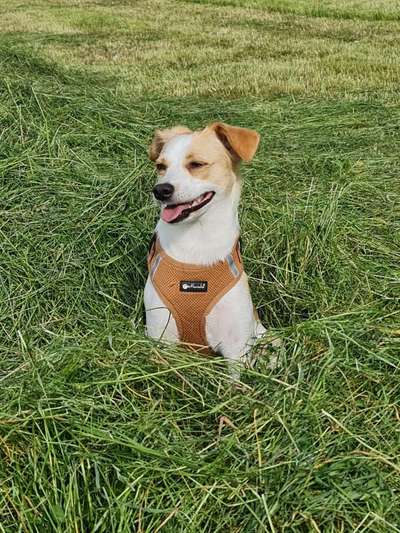 Wo sind die Mischlinge?-Beitrag-Bild