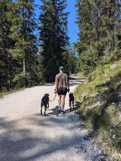 Hundetreffen-Training - suche Menschen mit Hund-Bild