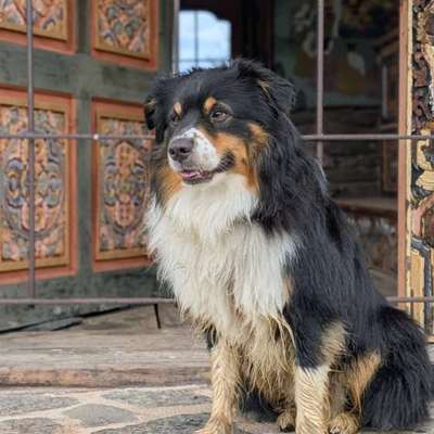 Hundetreffen-Hundetreffen und Freilauf-Bild