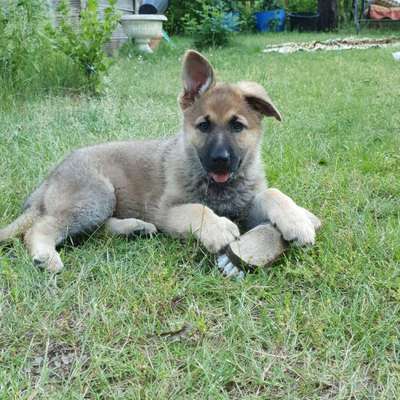 Hundetreffen-Welpentreffen in Pretzien-Bild