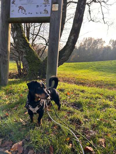 Hundetreffen-Social Walk - Bürgerpark-Bild