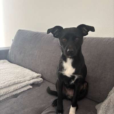 Hundetreffen-Spaziergänge-Bild