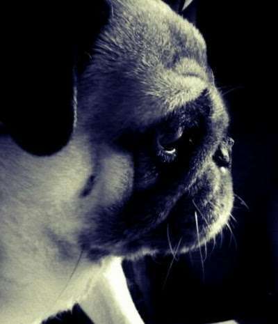 Brachycephale Hunderassen-Beitrag-Bild