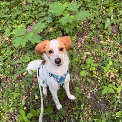 Hundetreffen-Gassirunde/Spieltreffen-Bild
