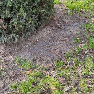 Giftköder-Blaukorn vor der Baumschule-Bild