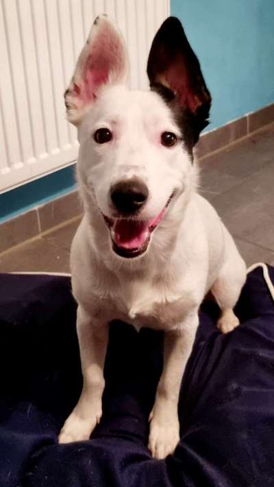 Auslandstierschutz-Beitrag-Bild