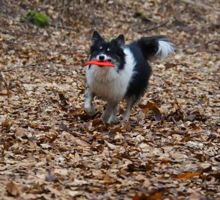 Hundetreffen-Gemeinsame Gassirunde-Bild