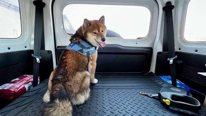 Welches Auto mit welchem Hund-Beitrag-Bild