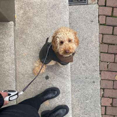 Hundetreffen-Begegnungstraining und Social Walk-Bild