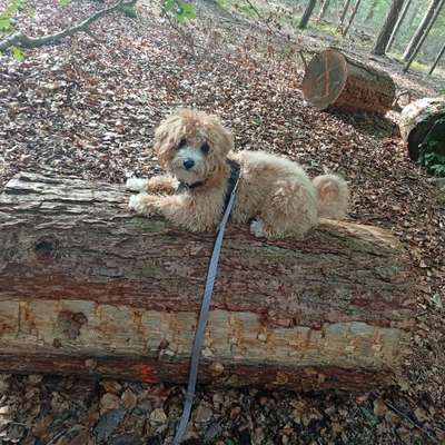 Hundetreffen-Hundetreff/Spaziergänge-Bild