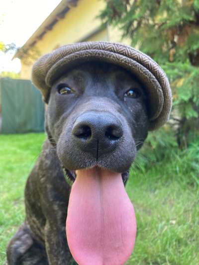 Fotochallenge Nr. 59 - Mein Hund zeigt die Zunge-Beitrag-Bild