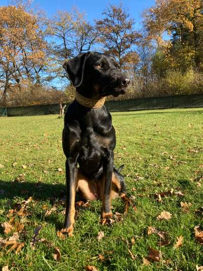 Seltene Rassen!-Beitrag-Bild