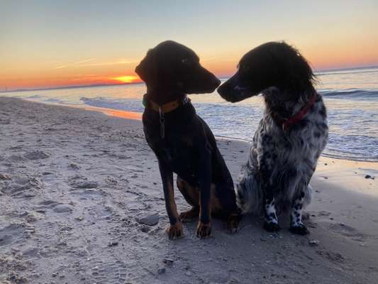 Dogorama Photo Challenge - Der Frühling kommt-Beitrag-Bild