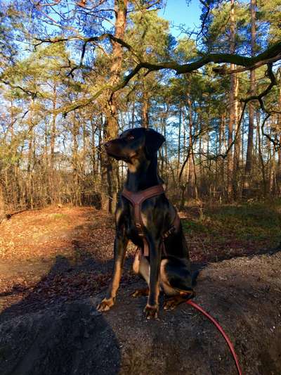 Seltene Rassen!-Beitrag-Bild