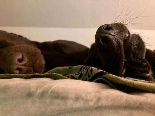 Labradorfans-Beitrag-Bild