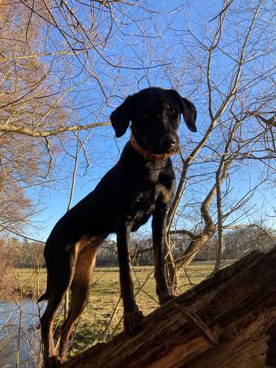 Dogorama-Monats-Challenge-Mai "Wasser"-Beitrag-Bild