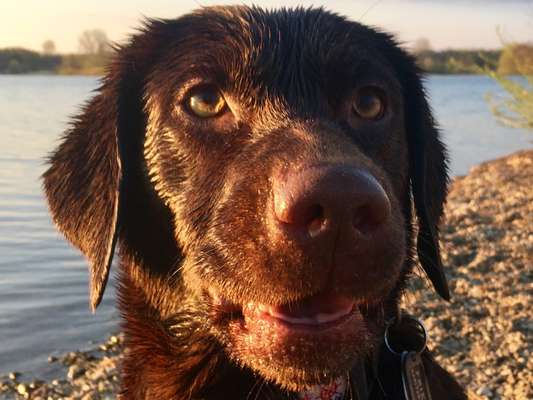 Dogorama-Monats-Challenge-Mai "Wasser"-Beitrag-Bild