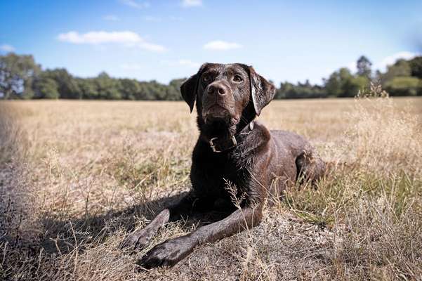 Labradorfans-Beitrag-Bild