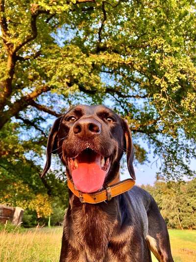 Fotochallenge Nr. 59 - Mein Hund zeigt die Zunge-Beitrag-Bild