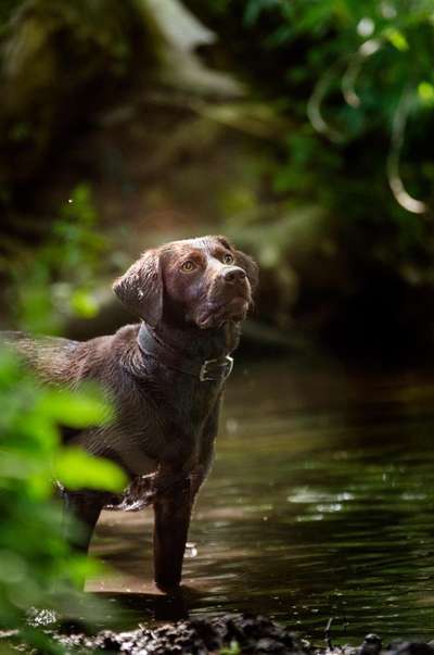 Labradorfans-Beitrag-Bild