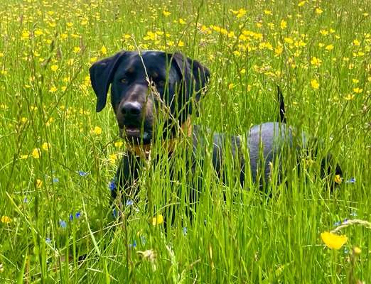 Die Dogorama Kalender Challenge Teil 3/4-Beitrag-Bild
