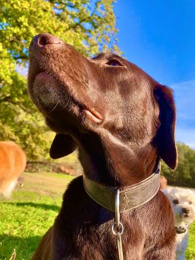 Labradorfans-Beitrag-Bild