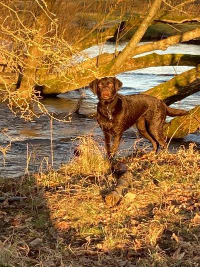 Labradorfans-Beitrag-Bild