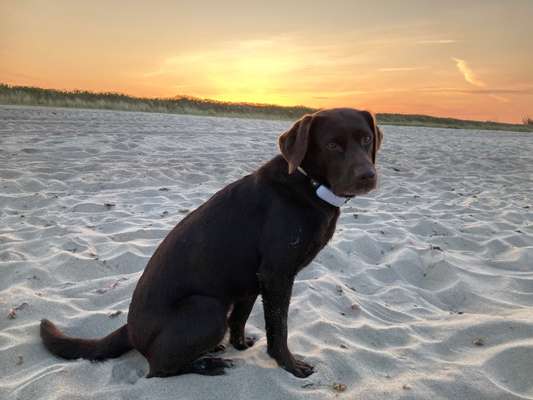 Labradorfans-Beitrag-Bild