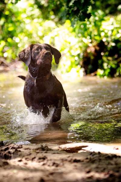 Labradorfans-Beitrag-Bild