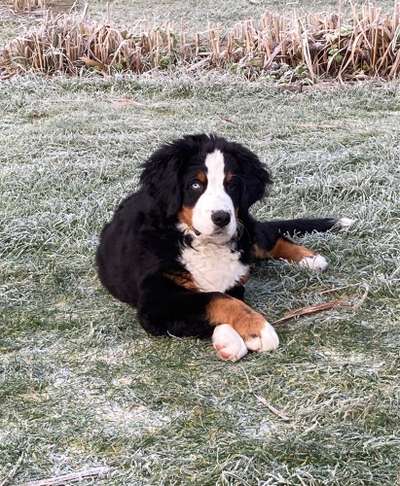 Berner Sennen-Beitrag-Bild