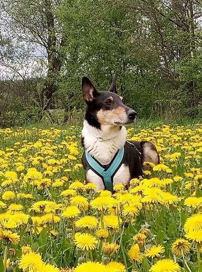 Hundetreffen-Spielen und Spazieren gehen-Bild