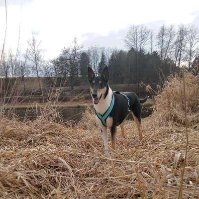 Hundetreffen-Spielen und Spazieren gehen-Bild