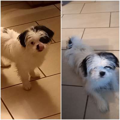 Vor dem Friseur - nach dem Friseur-Beitrag-Bild