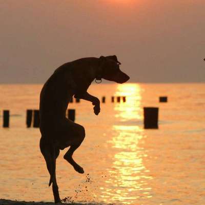 Foto's und Hundemodels-Beitrag-Bild