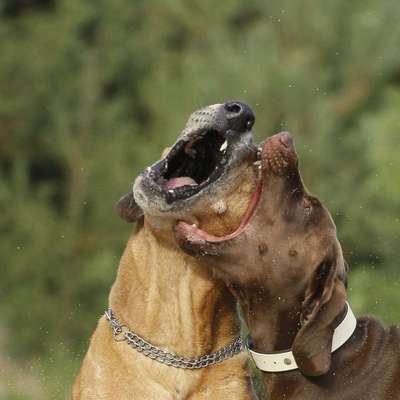 Foto's und Hundemodels-Beitrag-Bild