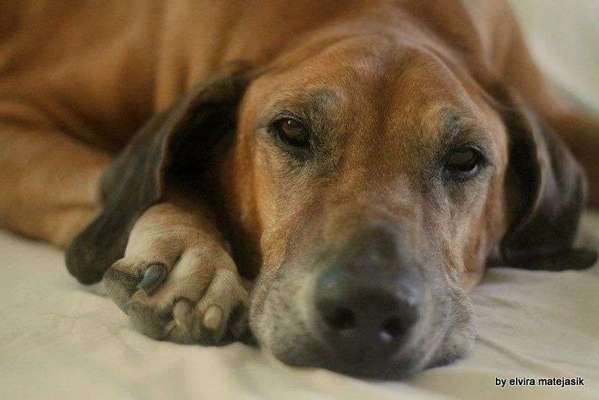 Foto's und Hundemodels-Beitrag-Bild