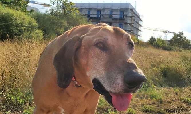 Foto's und Hundemodels-Beitrag-Bild