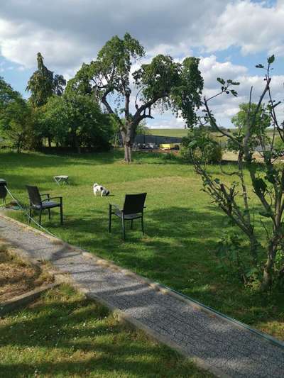 Hundetreffen-Kleiner Hund mit großem Garten sucht Spielrunde-Bild