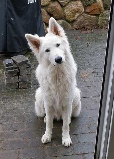 Postet das beste Foto von euren 4 beinern-Beitrag-Bild