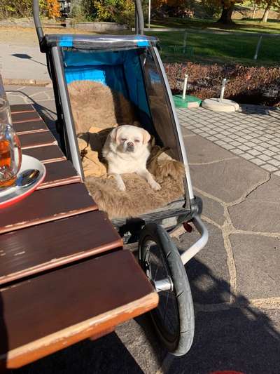 Fotochallenge Nr. 56 - geliebte Senioren-Beitrag-Bild