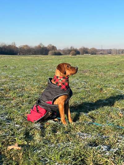 Hundetreffen-Gassirunde / Social Walk-Bild