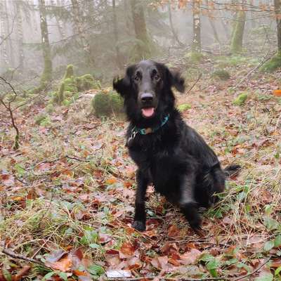 Flat Coated Retriever-Beitrag-Bild