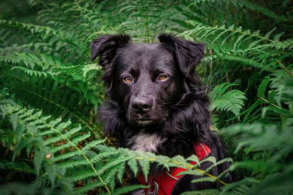 Die Dogorama Kalender Challenge Titelbild-Beitrag-Bild