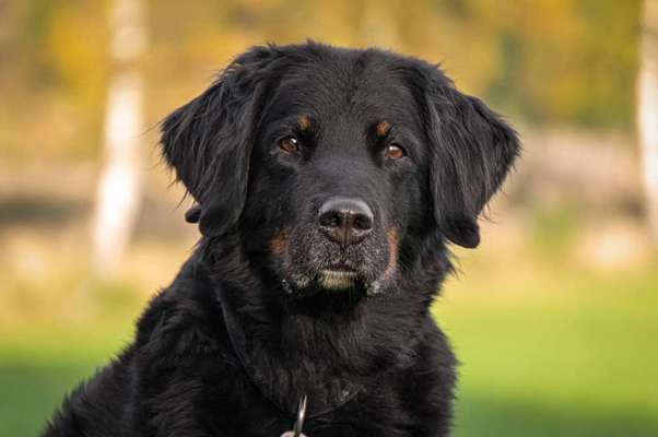 Die Dogorama Kalender Challenge Titelbild-Beitrag-Bild