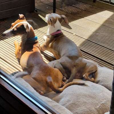 Hundetreffen-Treffen kleine Hunde Reutlingen-Bild